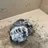 FORD Fiesta 5 generation (2001-2010) Alternateur 1140139,1436603,A005TA7792,2S6T10300DC,2S6T10300DE,A5TA7792,2S6U10300GB,2S6T10300DB,1592234,CA1780IR,1478281,2S6T10300DD,2S6T10300GB 34999523